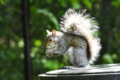Sciurus carolinensis