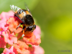 Phytomia zonata