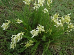 Oxytropis muricata