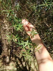Veronica strictissima