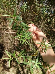 Veronica strictissima