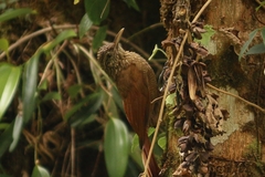 Dendrocolaptes picumnus