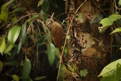 Dendrocolaptes picumnus