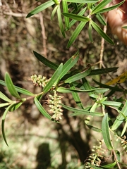 Veronica strictissima