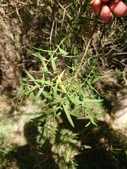 Veronica strictissima