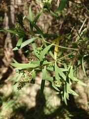 Veronica strictissima