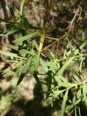 Veronica strictissima