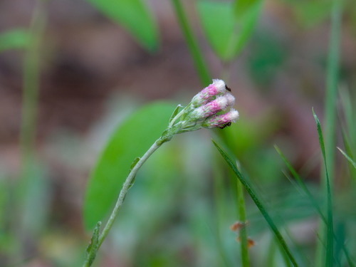 Antennaria dioica iNat (2)