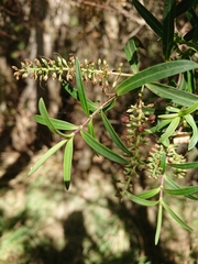 Veronica strictissima