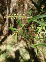 Veronica strictissima