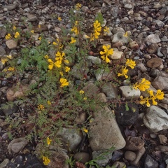 Corydalis