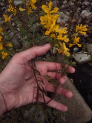 Corydalis