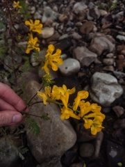 Corydalis