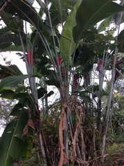 Heliconia caribaea