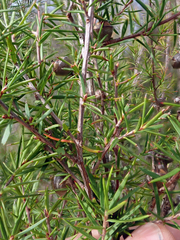 Leptospermum repo