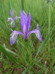 Iris lactea biglumis