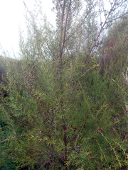Leptospermum repo