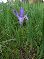 Iris lactea biglumis
