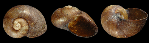 Paryphantopsis nucella image