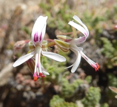 Pelargonium alternans