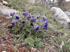 Pulsatilla ambigua
