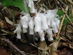 Monotropastrum humile