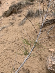 Parryella filifolia