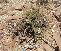 Pelargonium alternans