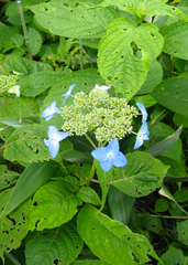 Hydrangea serrata yesoensis
