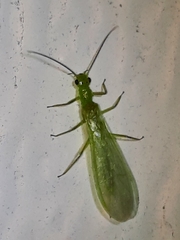 Alloperla