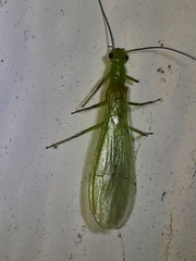 Alloperla