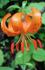 Lilium medeoloides
