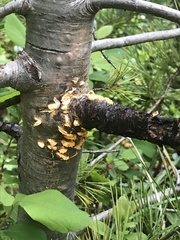 Cronartium ribicola