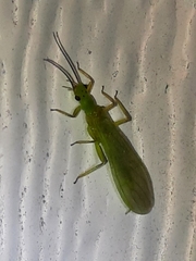 Alloperla