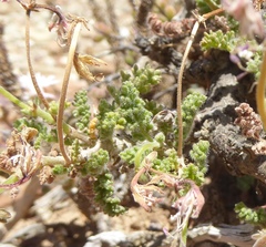 Pelargonium alternans