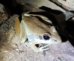 Litoria watjulumensis