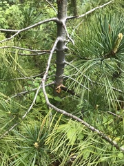 Cronartium ribicola
