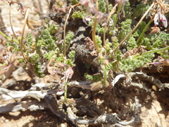 Pelargonium alternans