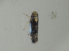Scaphoideus pullus