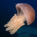 Fat-armed Jellies - Photo (c) Lucy Smiechura, some rights reserved (CC BY-NC), uploaded by Lucy Smiechura