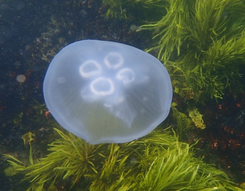 photo of Moon Jellies (Aurelia)