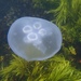 photo of Moon Jellies (Aurelia)