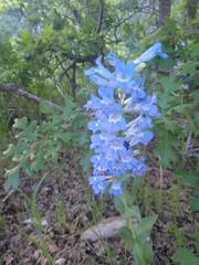 Penstemon cyananthus