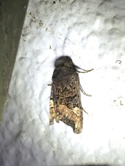 Euplexia benesimilis