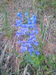 Penstemon cyananthus