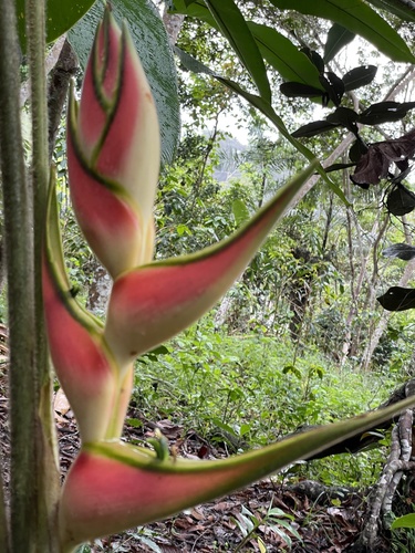 Heliconia orthotricha (Heliconia orthotricha)