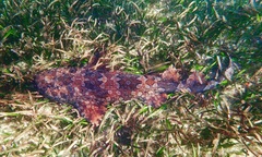 Orectolobus halei