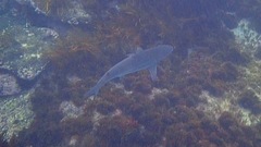 Carcharhinus obscurus