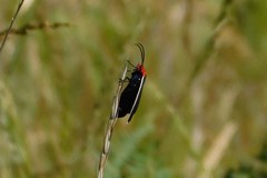 Ctenucha rubroscapus