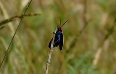 Ctenucha rubroscapus